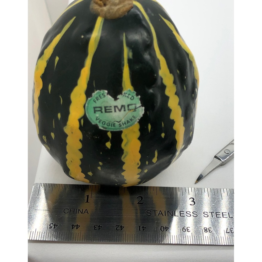 Remo Veggie Shake Hand Percussion Gourd Style Shaker Green Yellow Striped - Picture 5 of 11